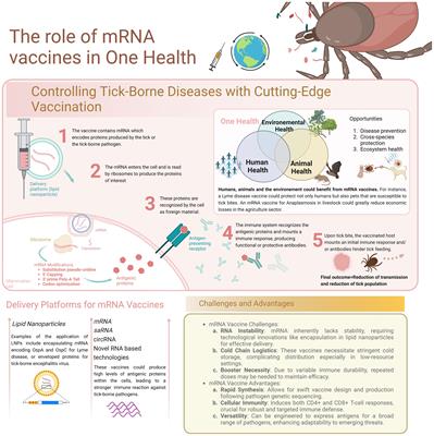 Potential of mRNA-based vaccines for the control of tick-borne pathogens in one health perspective